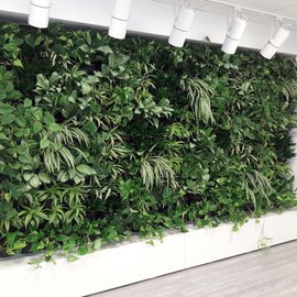 Eine begrünte Wand